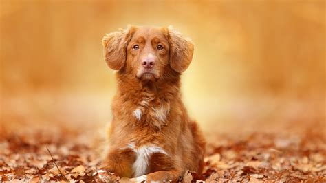 Full Hd Wallpaper Dog Muzzle Alone Autumn Desktop Backgrounds Hd 1080p
