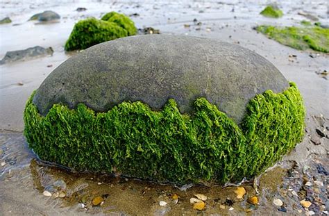 Encyclopedia Of Trivia Seaweed