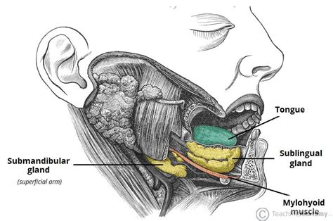 The Submandibular Gland Structure Vasculature Innervation