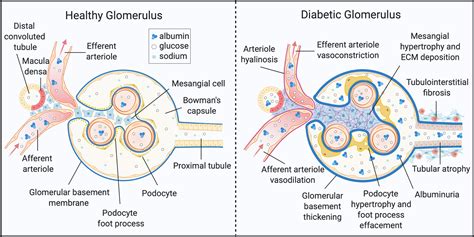 Frontiers Rotten To The Cortex Ceramide Mediated Lipotoxicity In