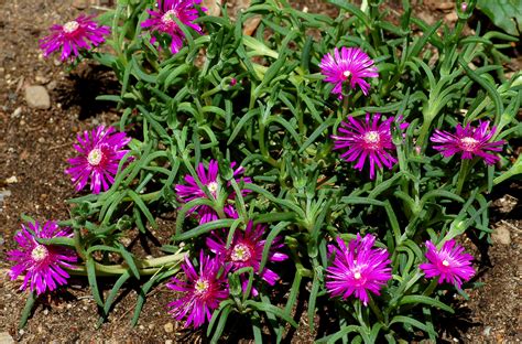 If properly cared, it bears beautiful warm colored flowers in the shade of purple, pink and red. Purple Ice Plant - Growing Tips for Hardy Delosperma