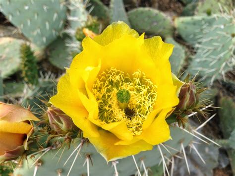 Scottsdale Daily Photo Photo Prickly Pear Cactus Flower