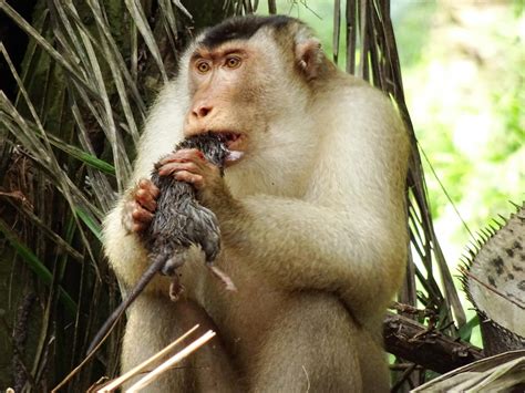 How Rat Eating Monkeys Can Help Protect Palm Eurekalert