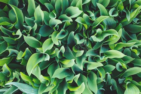 Dense Leaves Of A Green Plant In The Garden Stock Image Image Of