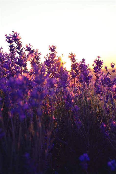 Beautiful Violet Lavender Fields In The Sunset Light Stock Image