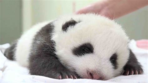 Panda Baby Baby Panda Care Is Playable Online As An Html5 Game