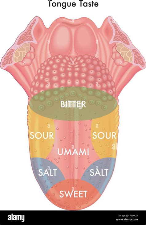 Vector Medical Illustration Of Schematic Map Of The Tongue Taste Stock
