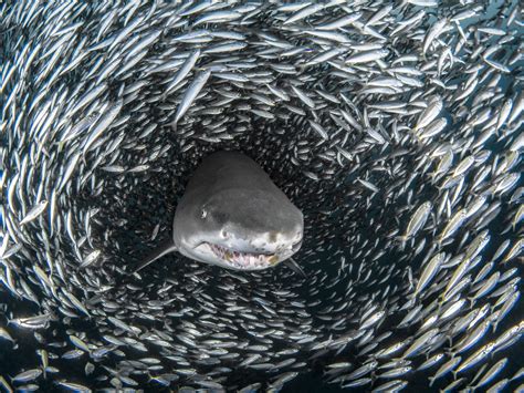 Sharks Inside A ‘fish Tornado Captured In Amazing Underwater Photos
