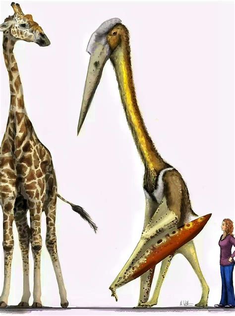 Quetzalcoatlus Northropi Is An Azhdarchid Pterosaur Known From The Late Cretaceous Of North