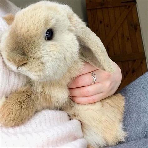 rabbits on instagram “big hug☺️🐰💕 by teddy and luna thank you so much