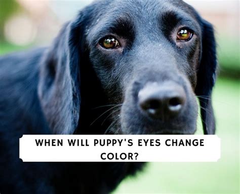 Reduce the amount of dog hair in your house by gently grooming your puppy with an appropriate brush. When Do Puppy's Eyes Change Color? (2021) - We Love Doodles