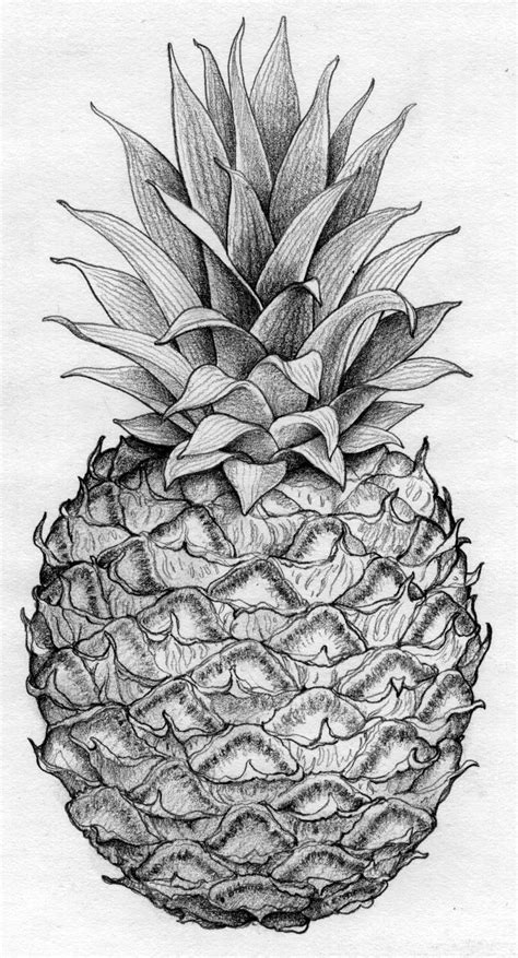 P23 Art And Illustration Pineapple Illustration Botanical