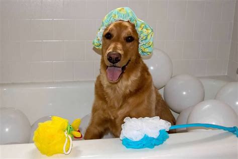 Tucker In A Bubble Bath Dog Halloween Costume