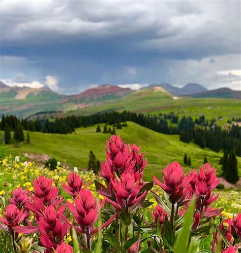 Durango Co Colorado Wildflowers Viewing Wildlife Landscape
