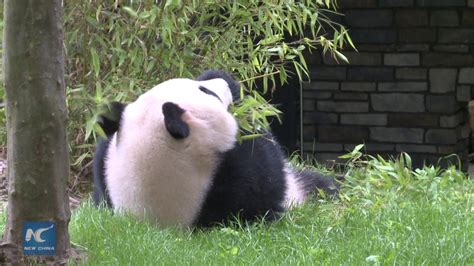 New Superstars In Town Pandas Debut In Dutch Zoo Youtube