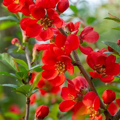 Chaenomeles X Superba Vermilion Flowering Ornamental Quince Garden