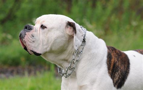 American Bulldog on nature background wallpapers and images ...