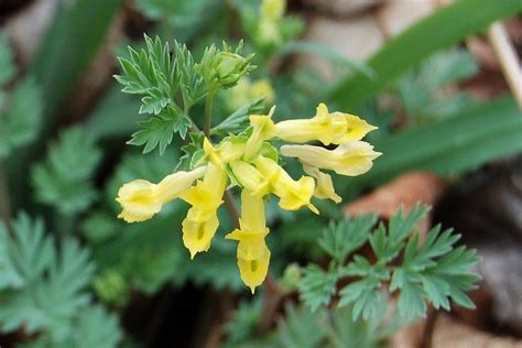Yellow Fumewort Florida Native Plants Plants Yellow Flowers
