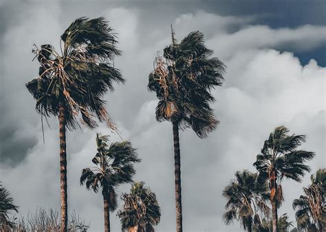 Palm Trees Storm Wind Weather Clouds Nature Sky Windy Tree