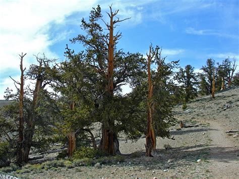 Methuselah Trail The Ancient Bristlecone Pine Forest California