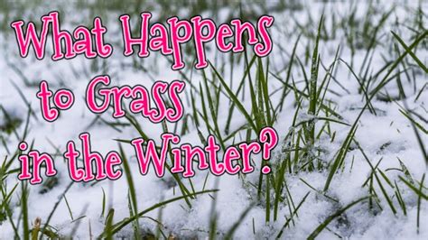 What Happens To Grass In The Winter Is My Fescue Dormant Pplm