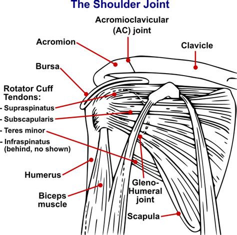 Painful Arc Test Of Shoulder For Supraspinatus Impingement Physical