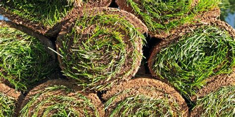 How to fertilize zoysia grass? Zoysia in 2020 | Zoysia grass, Landscape, Turf grass