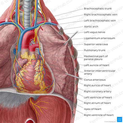 Human Chest Anatomy Of Thorax With Heart Arteries Veins Nerves Poster