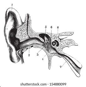 163 Auditory Ossicle Images Stock Photos Vectors Shutterstock