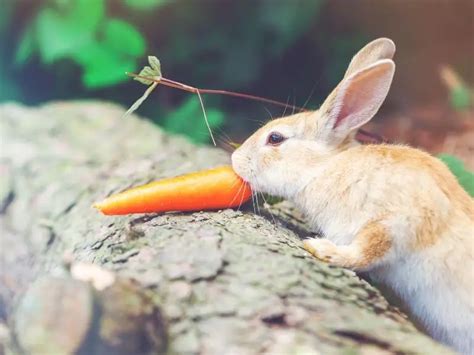 How Much Do Rabbits Eat Rabbit Guide 2024 Rabbit Insider