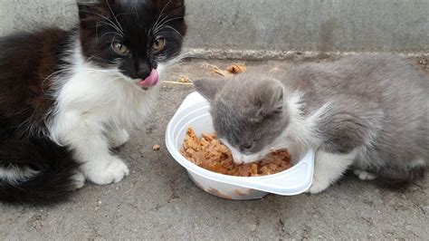 Street Kitten Rescue From Abandoned And Hungry To Happy With New