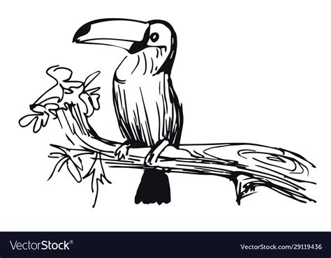 Hand Drawn Doodle Sketch Tropical Toucan Vector Image