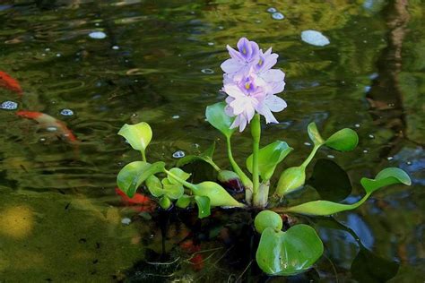 Water Hyacinth Pontederia Crassipeseasy Live Aquarium Pond Aquatic Plant Etsy Pond Plants