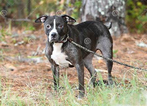 Pitbull Dog With Hair Loss Flea Allergy Demodectic Mange Skin Condition