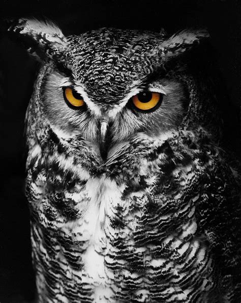 Digital Art Photography Great Horned Owl Spot Color Black And White