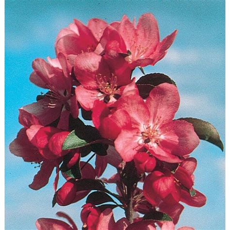 955 Gallon Red Flowering Tree Centurion Crabapple In Pot With Soil