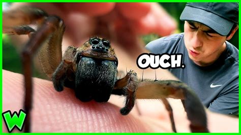Wolf Spider Bite How Bad Is It Youtube
