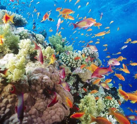 Red Sea Coral Reefs Red Sea All You Need To Know