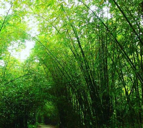 Detail Gambar Hutan Bambu Koleksi Nomer 21