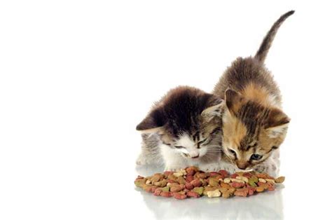 Of course, this type of diet might cause potential problems, such as foodborne illnesses. Best Cat Food For Diarrhea: 3 Worry-Free Complete Cat ...
