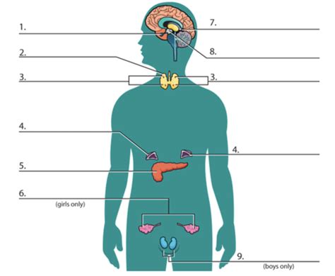 Endocrine System Label The Glands Diagram Quizlet