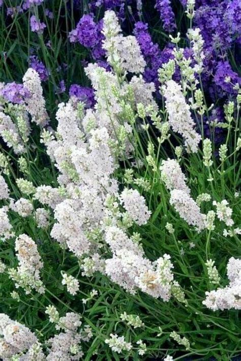 England Lavander English Lavender Plant Lavender Garden Lavender Plant