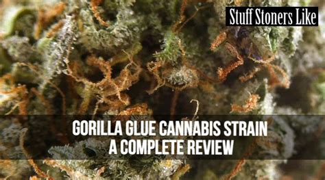 Gorilla Glue Cannabis Strain A Complete Review