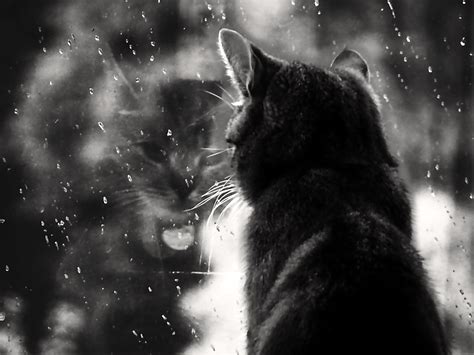 Rainy Mood Wallpaper Free Hd Cat Downloads