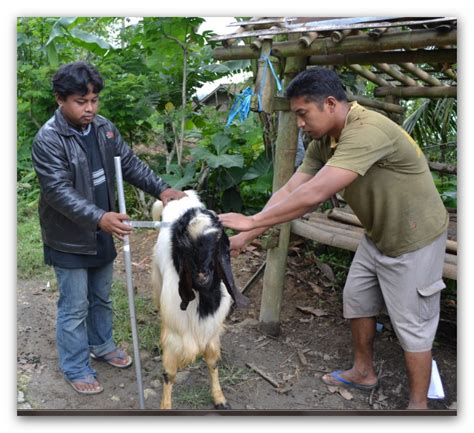 Ini Blog Pertama Saya Perawatan Kuku Dan Tanduk Kambing Etawa