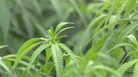 Medicinal marijuana being used as treatment for autism in Louisiana