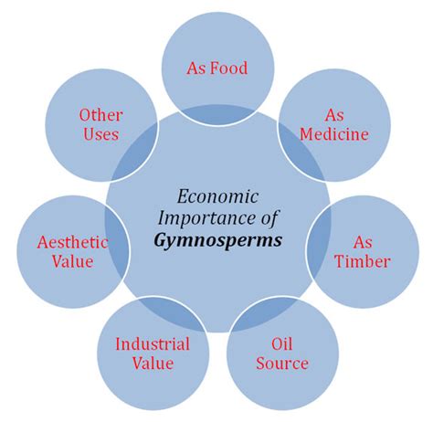 China, india & indonesia are best rice production country. Economic importance of Gymnosperms Gymnosperms - wowswing