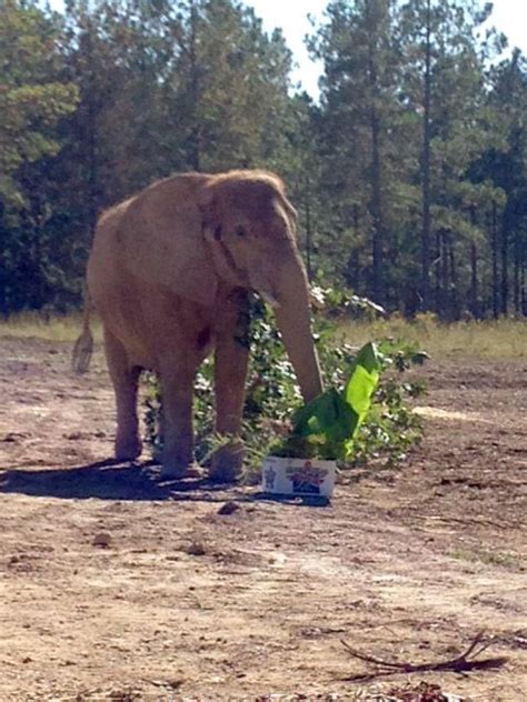 Hohenwald Tennessee Elephant Sanctuary Elephant Tennessee