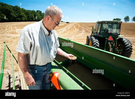 Farmer Inspecting Grain In Combine Stock Photo Alamy