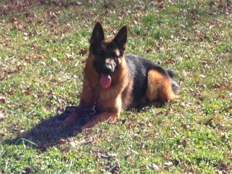 A georgia woman faces animal cruelty charges after 450 neglected german shepherds were found living on her properties in filthy conditions while under her misseri also said that the people that lived in the neighborhood around what is being described as puppy mills have been calling attention to the. AKC registered German Shepherd Puppies - for Sale in ...